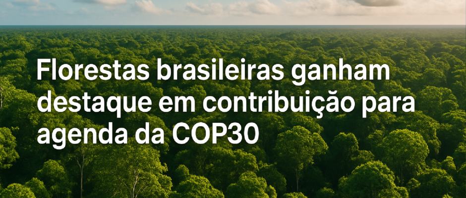 Imagem ilustrativa sobre Florestas brasileiras ganham destaque em contribuição para agenda da COP30