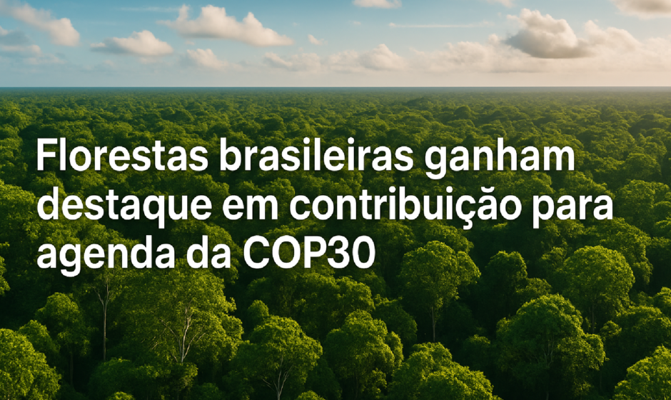 Imagem ilustrativa sobre Florestas brasileiras ganham destaque em contribuição para agenda da COP30
